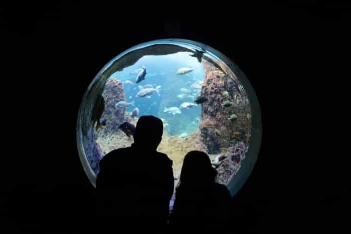 水族館や遊園地など定番デートスポットに行く