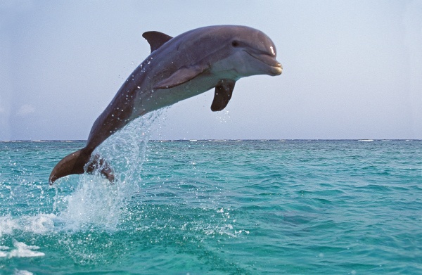 (5)イルカがジャンプする・跳ねる夢