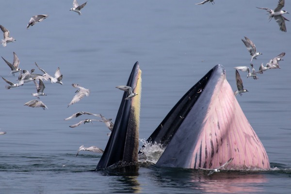 クジラに食べられる・飲み込まれる夢