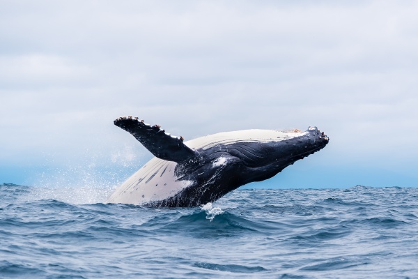 (16)クジラが空を飛ぶ夢