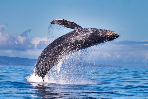 クジラの夢で飛躍しよう！