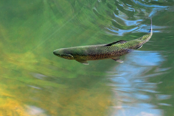 (4)川に魚がいる夢