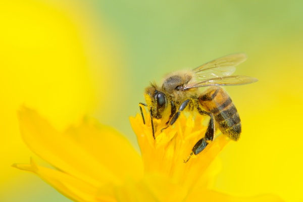 【蜂の種類別】蜂に刺される夢の意味2選